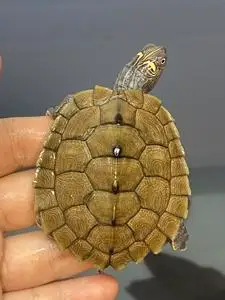 满纹地图龟,天使眼.状态如牛!哈哈哈哈哈