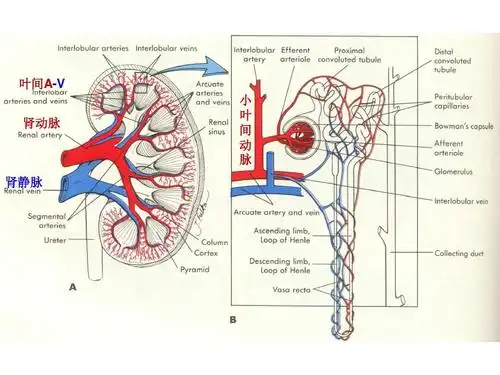 关于肾脏生理学的知识 叶间a-v 肾动脉 小 叶 间 动 脉