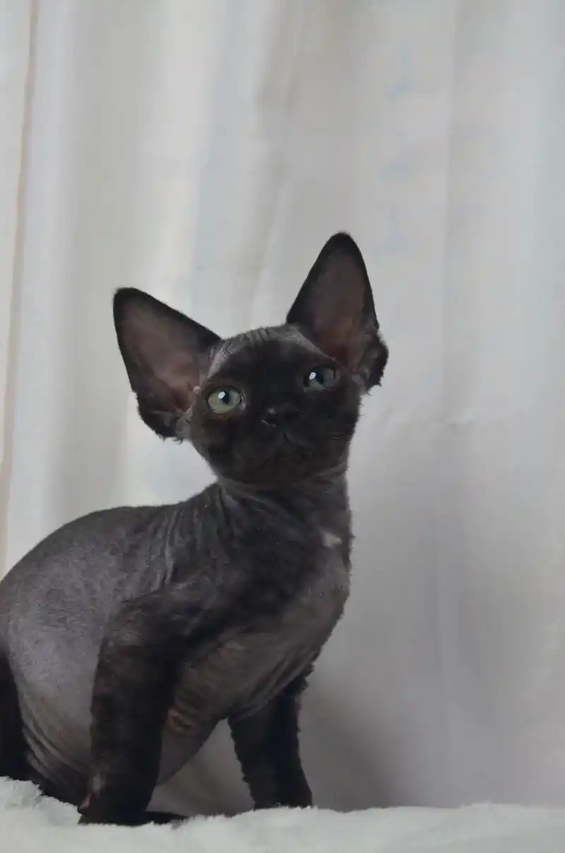 德文卷毛猫无牙仔纯黑弟弟蹲家长.