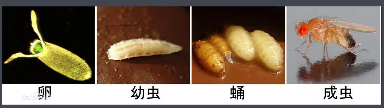 水果生的小飞虫,是果蝇