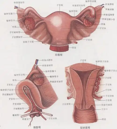 图5-6 子宫,卵巢和输卵管