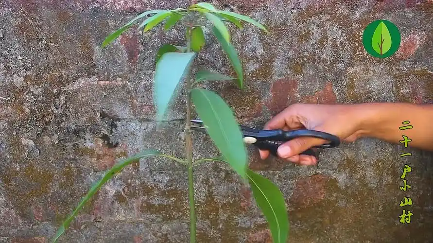 这些树木都能嫁接,嫁接技术一看就会!