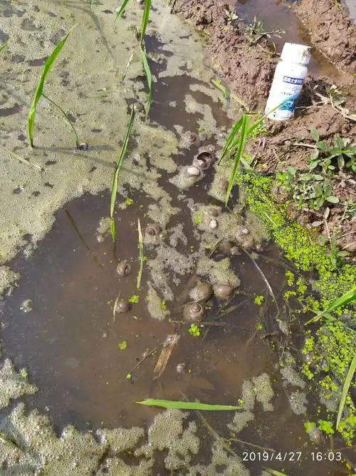 死螺一片,浮于水面