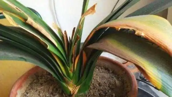 栽培君子兰出现问题,基本是这4个方面的原因,解决方案都在这里