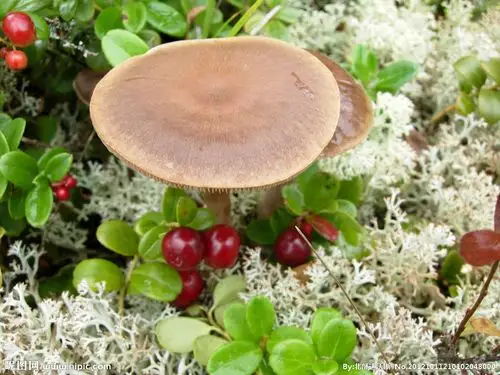 展开全部 这是  "草蘑"  ,很好吃的 .