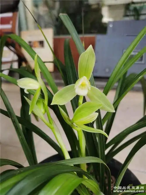 辛丑年花开之春剑大荷素-春剑篇-兰花交易网论坛