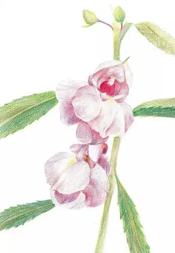 彩铅教你画一朵最美的凤仙花