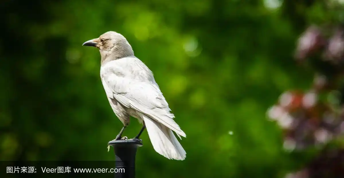 白色的乌鸦