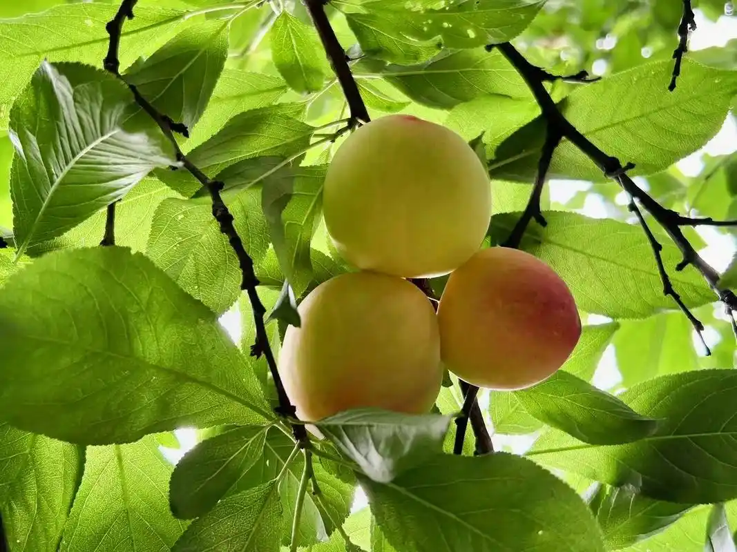夏意愈浓,万物倾城.一个收获与希望交织的节气,诱人的李子,青 - 抖音