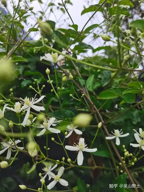 【七绝·威灵仙】(平水韵) - 知乎