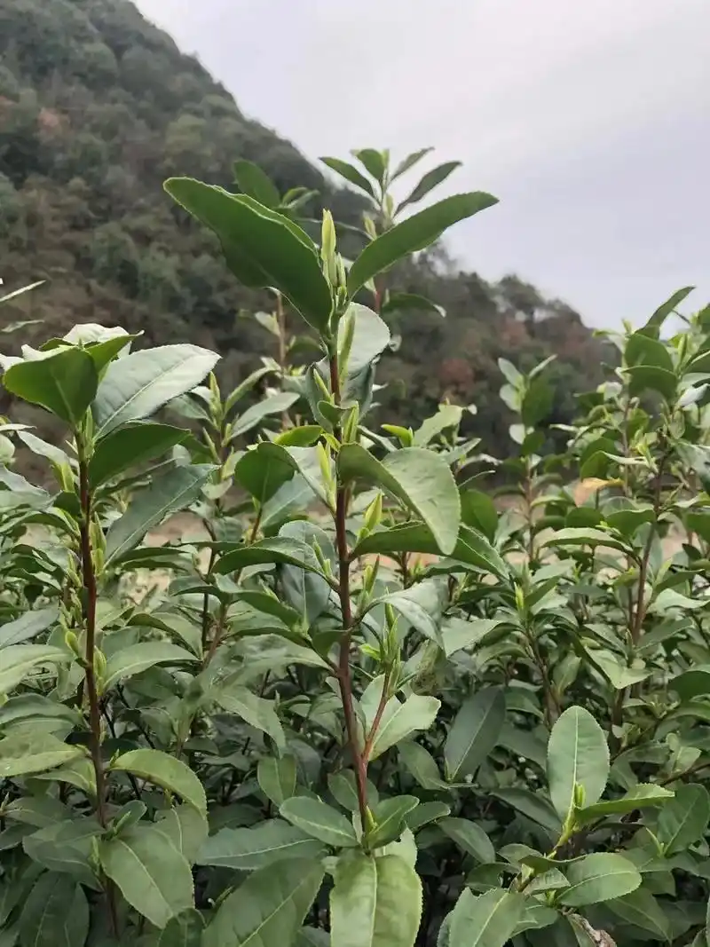 黄山毛峰.#大山深处自然美山清水秀好风光 #明前头茶 #春茶 - 抖音