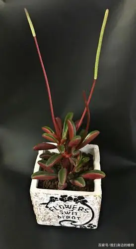 我们身边的植物,红背椒草,叶比花更美