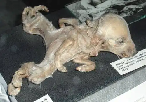 这两张是变异的的动物.