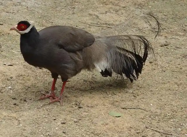 白马鸡,蓝马鸡,藏马鸡,褐马鸡,马鸡的种类你分得清不?