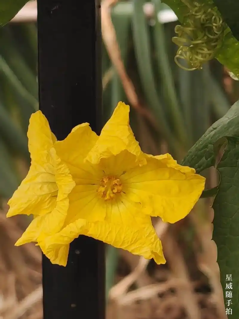 丝瓜花.金灿灿的花,绿莹莹的曼,看到丝瓜花挂在谁家墙头,就觉 - 抖音