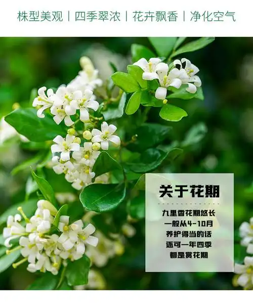 九里香盆栽浓香四季开花老桩室内阳台绿植七里香驱蚊植物花卉盆景