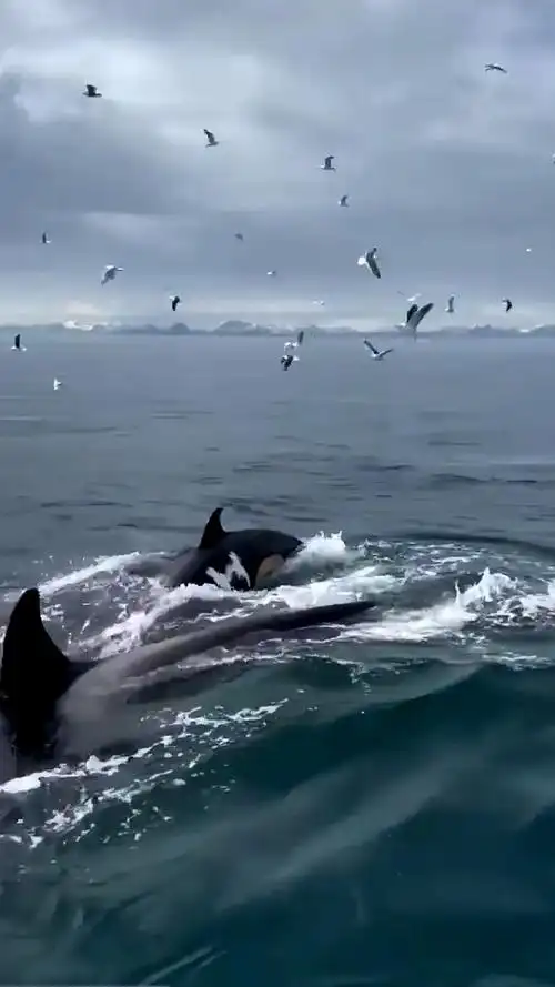虎鲸#海洋虎鲸群捕食瞬间