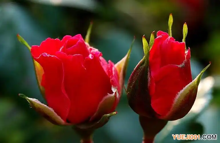 古老月季——月月红