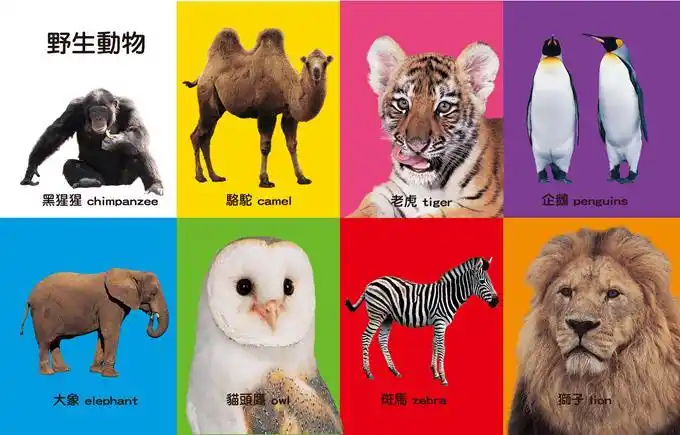 first100有趣动物