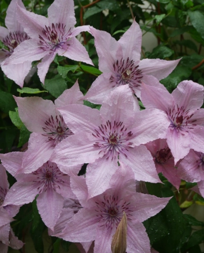 铁线莲,如梦耐荫好品种