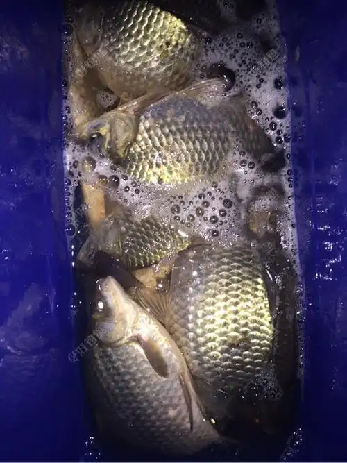 秋意浓夜钓大鲫