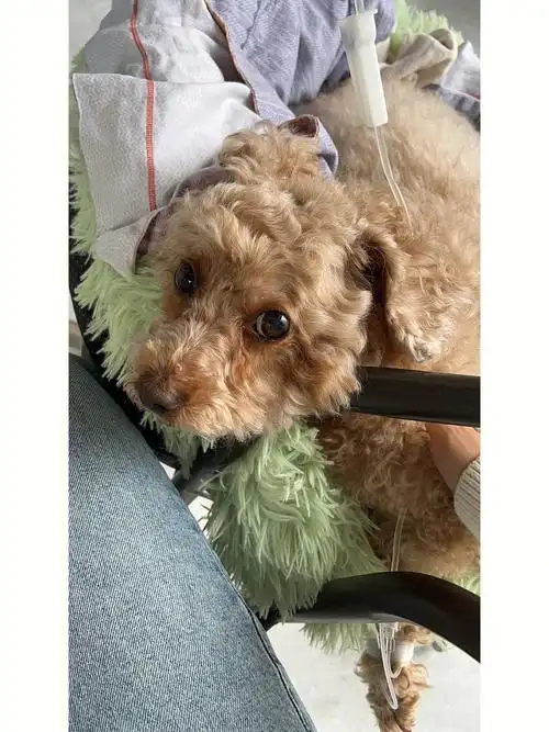 家有老狗心态和陪伴比寻医问药重要