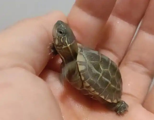 是不是挺嫩的这个小龟长大会是什么颜色