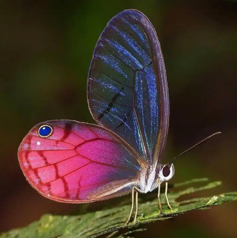 小玫瑰 玫瑰水晶眼蝶一般生活在热带雨林,翅膀末端有两大块红晕,但