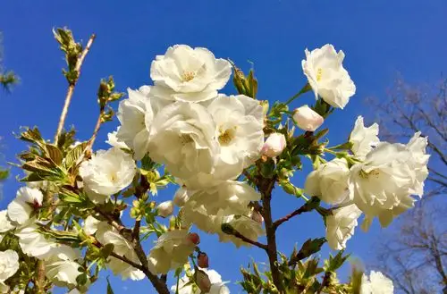 清明花开吐芬芳.姹紫嫣红悼英雄