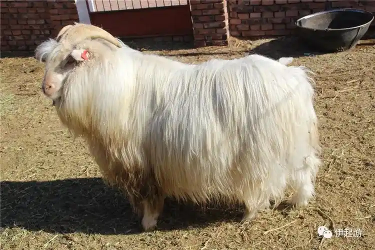 羊文化节活动预告亲子周末时光已为您安排的妥妥的