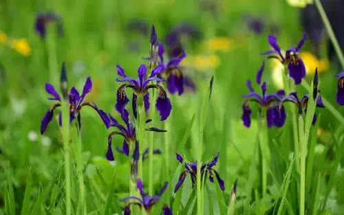 小清新鸢尾花图片桌面壁纸