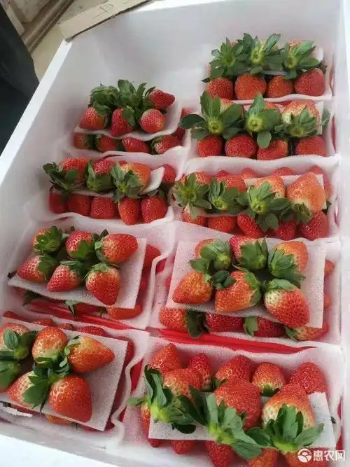 德昌草莓 零售批发 支持超市批发商 我们负责采摘包装运输你负责卖