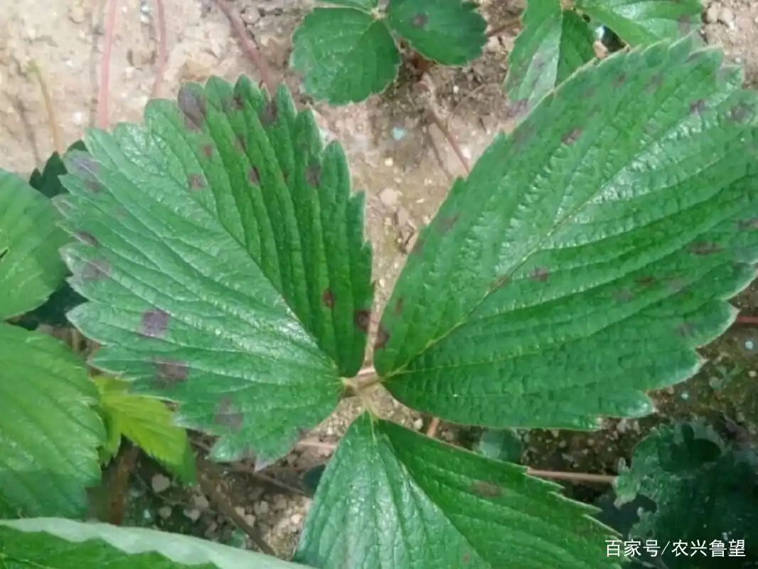 草莓炭疽病是怎么发病和传播的,应该怎么预防