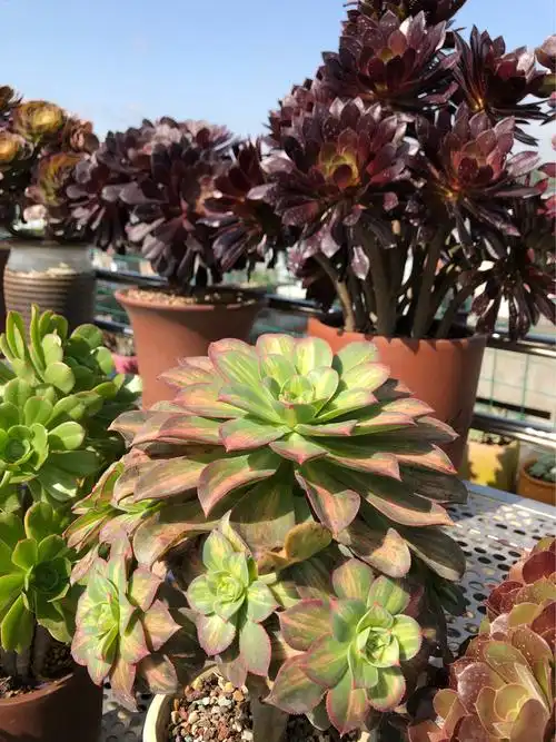 人间四月天一一记我家多肉园的法师