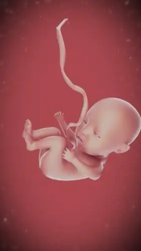 荔枝宝宝app上线让3d胎宝宝陪你度过快乐孕期