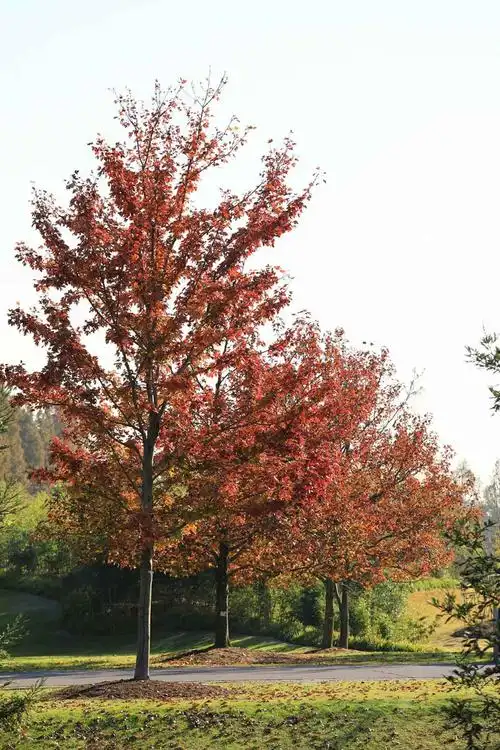 辰山冬日焰火——北美枫香