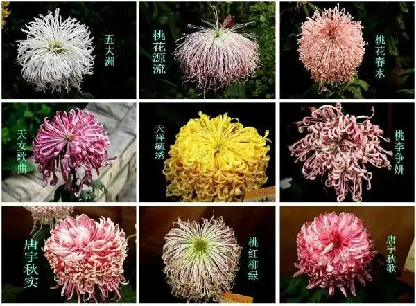 2010,12年乌市植物园菊花展(含菊花品种及文化介绍)一歌曲菊花台!