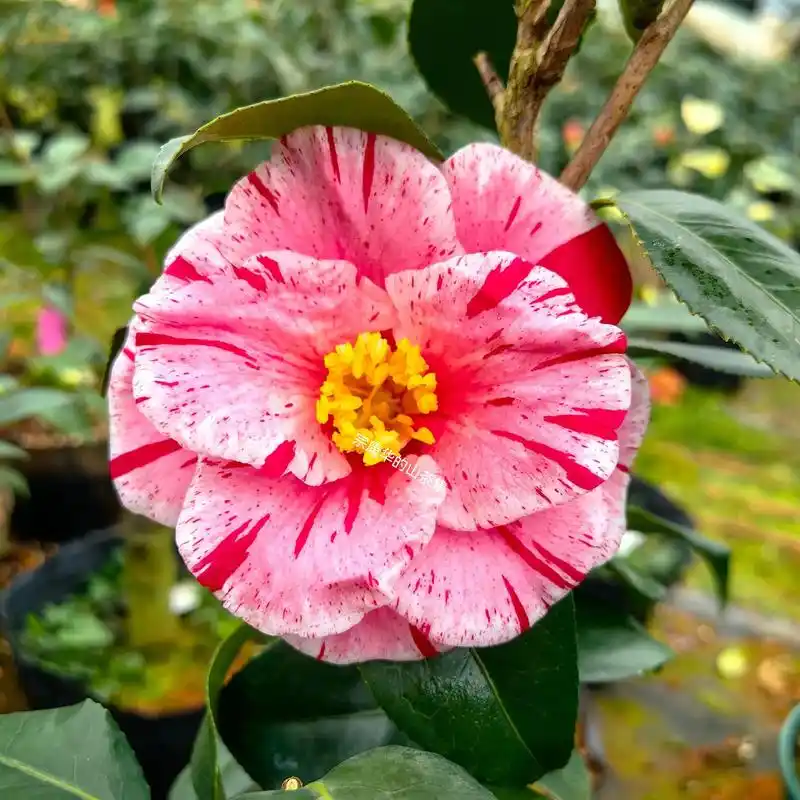 日本进口山茶花:冲之浪(正版),玉三郎#日本进口山茶花:冲之