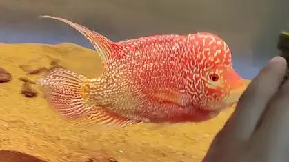 火凤凰罗汉鱼跟手