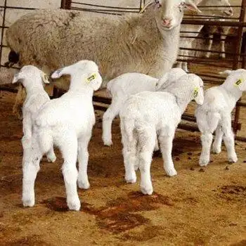 方式详情介绍联系方式湖羊多羔多胎羊湖羊是中国特有的羔皮用绵羊品种