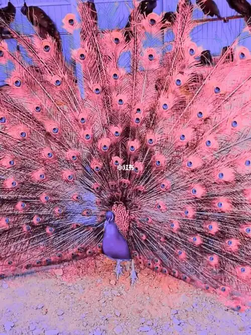 粉孔雀开屏太浪漫了吧