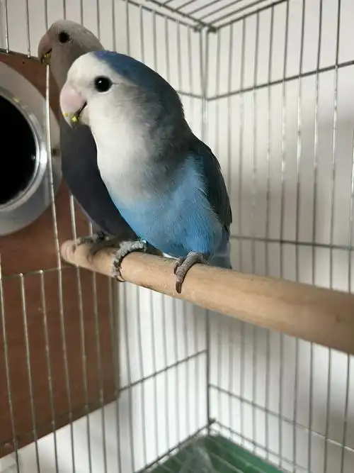 高纯紫闪配高纯蓝银,同城的宝子可以蹲鸟宝了#手养牡丹鹦鹉  #牡丹