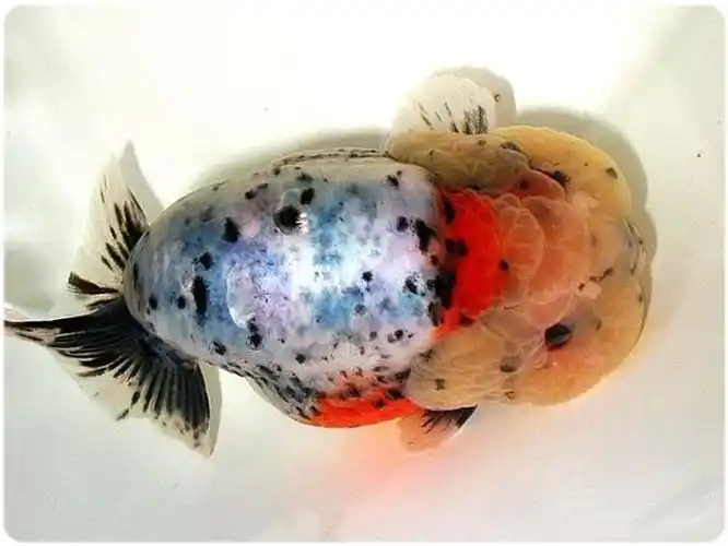 kjhgf赛级兰寿金鱼活体精品观赏鱼冷淡水娃娃脸水族宠物鱼兰寿活鱼 米