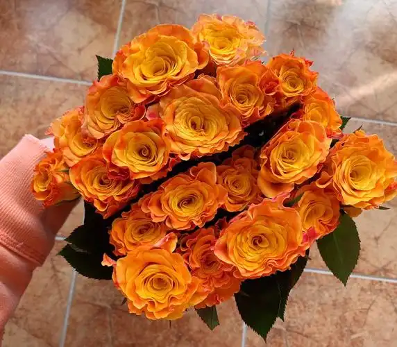 轻奢玫瑰:金色海岸 18支 送两支 实发20支 56.