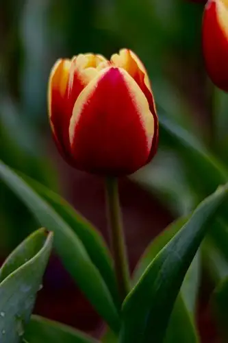 微距镜头下的郁金香花含苞待放