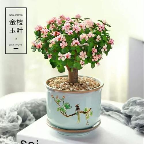 精品多肉植d物金枝玉叶油画婚礼室内大颗群生花卉绿植盆栽带盆好