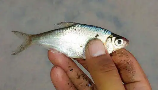 每天认识一种鱼122丨大眼华鳊这条鳊鱼不一样