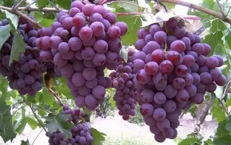 吃葡萄的八大好处『吃葡萄的好处是什么?』