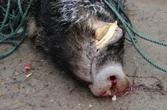 300斤重野猪连伤6人跳湖逃走 警察划船追赶(图)