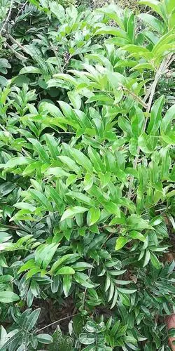 金牛特号 牛大力苗价格 牛大力苗批发 广西牛大力苗_其他攀爬植物